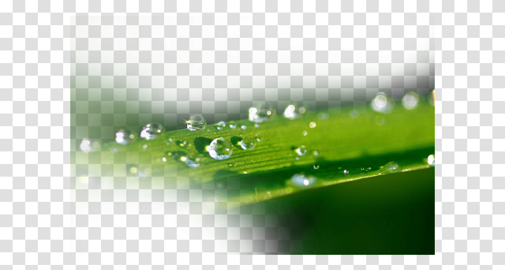Water Splash Transprent Free Portable Network Graphics, Droplet, Leaf, Plant, Insect Transparent Png