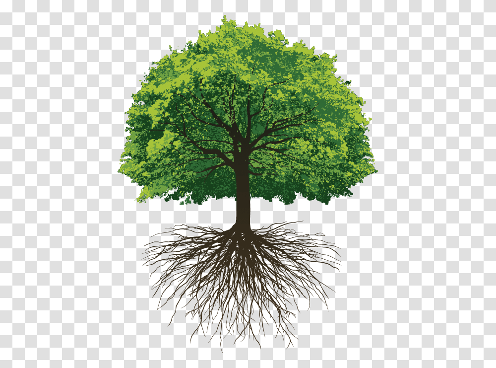 Water Yourself Like A Tree, Plant, Root, Bird, Animal Transparent Png