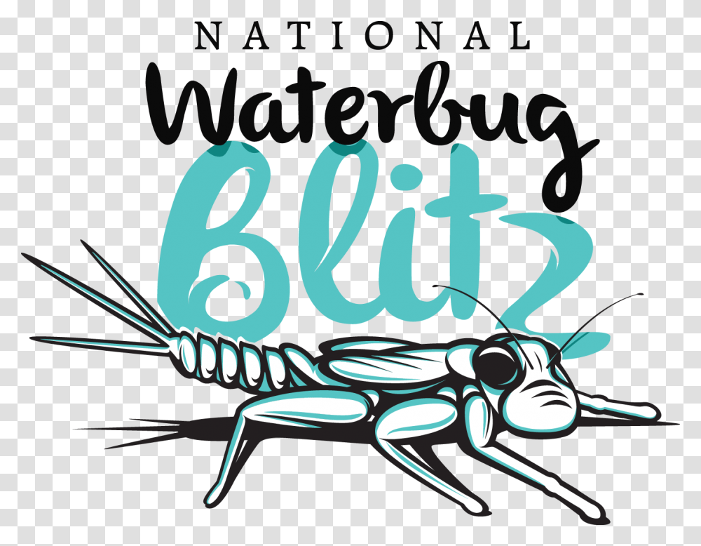 Waterbug Blitz, Label, Animal, Sticker Transparent Png