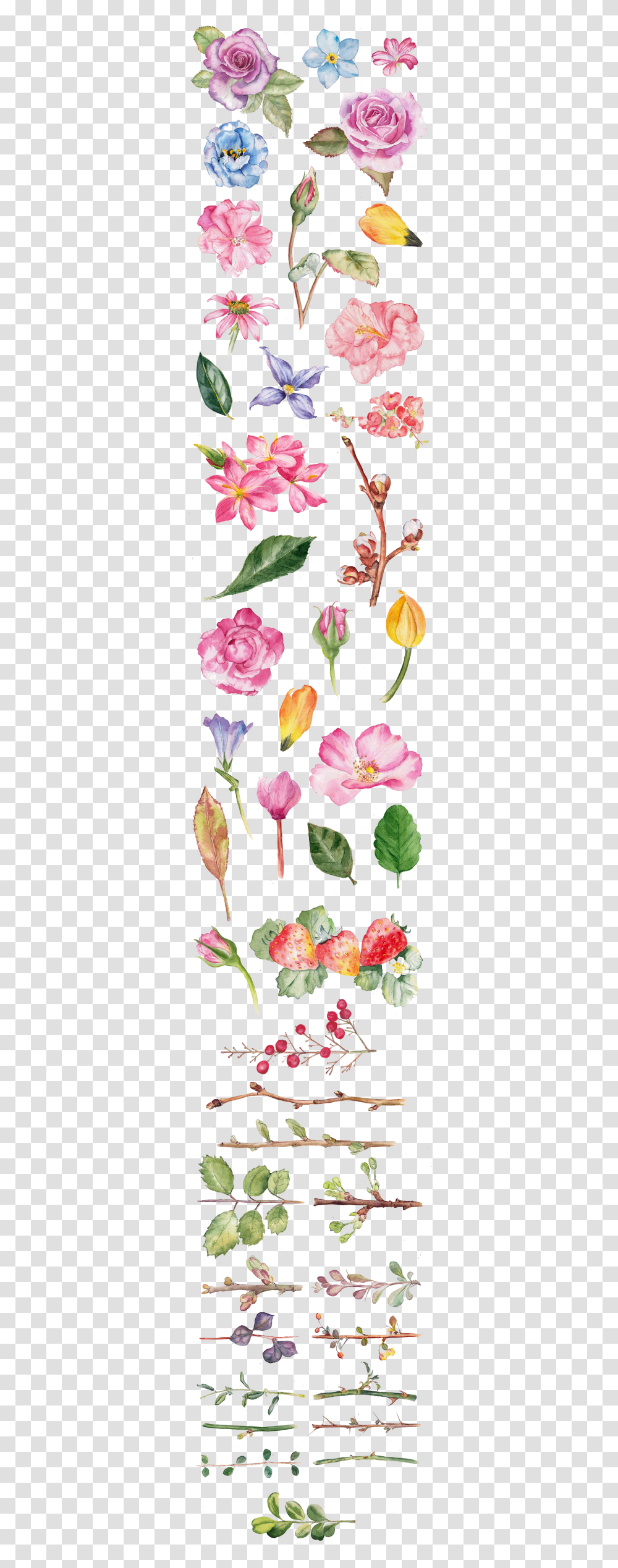 Watercolor Anime Painting Flowers, Plant, Blossom, Petal, Carnation Transparent Png