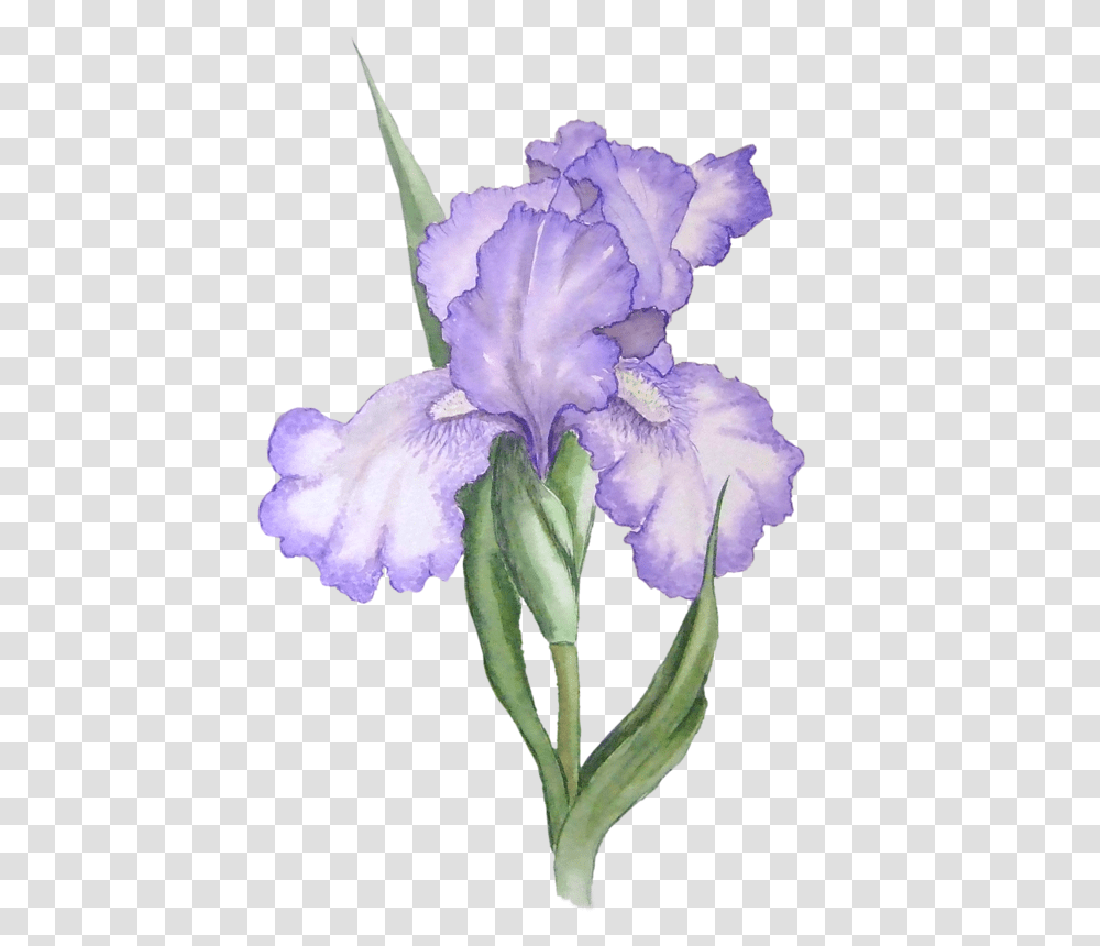 Watercolor Art Iris Watercolor, Flower, Plant, Blossom, Geranium Transparent Png