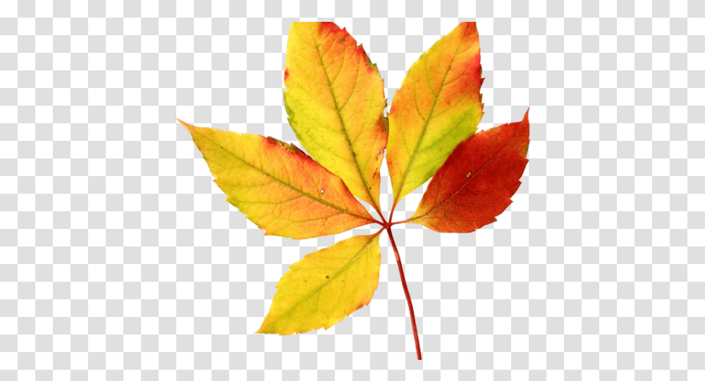 Watercolor Autumn Leaves Fall Leaf Clip Art, Plant, Veins, Tree, Maple Transparent Png