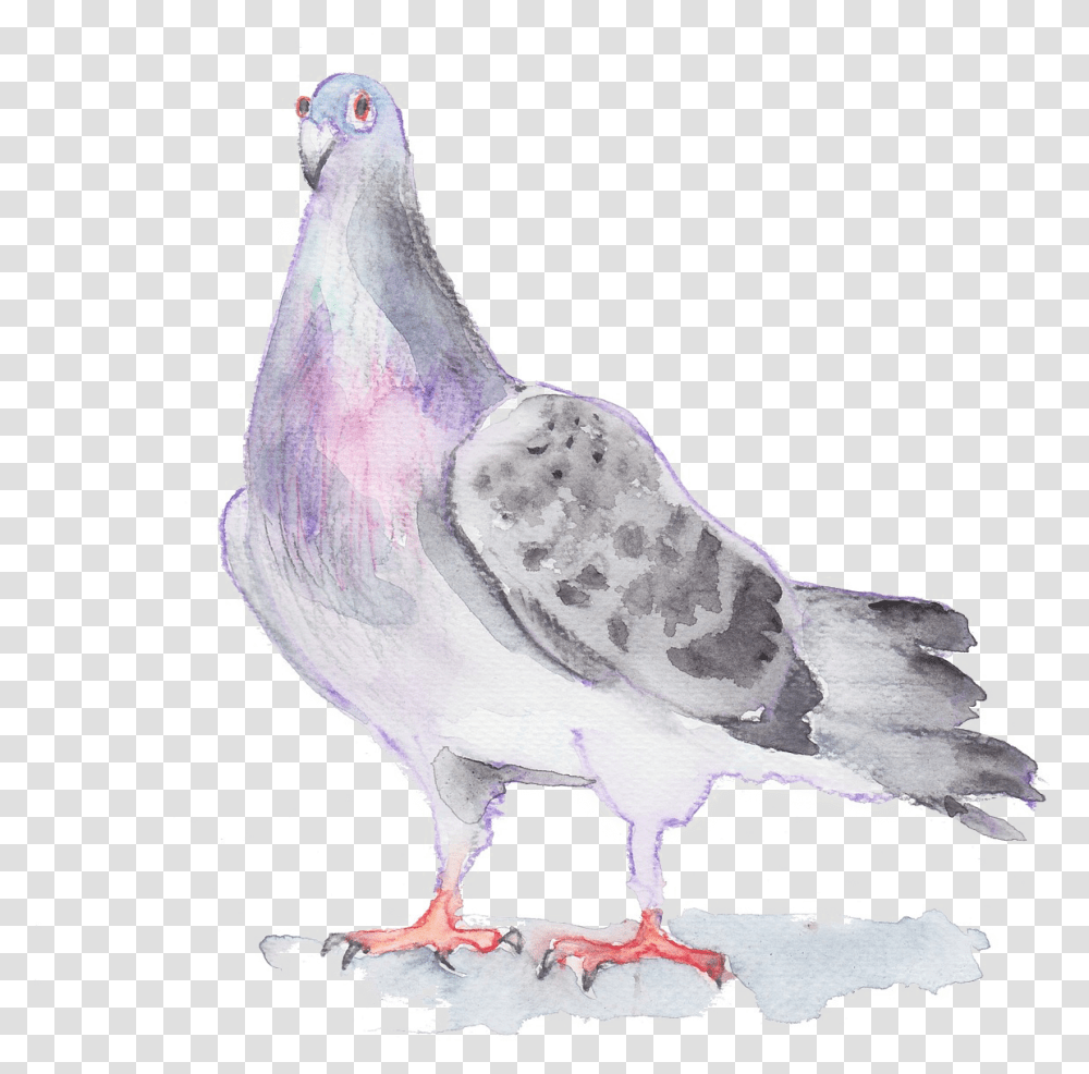 Watercolor Bird Gambar Sketsa Merpati, Animal, Dove, Pigeon, Chicken Transparent Png