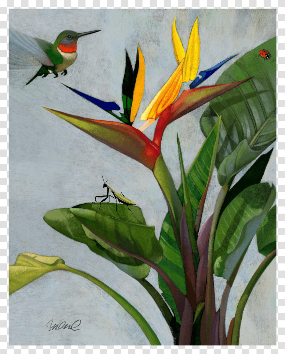 Watercolor Bird Of Paradise Humming Bird Transparent Png