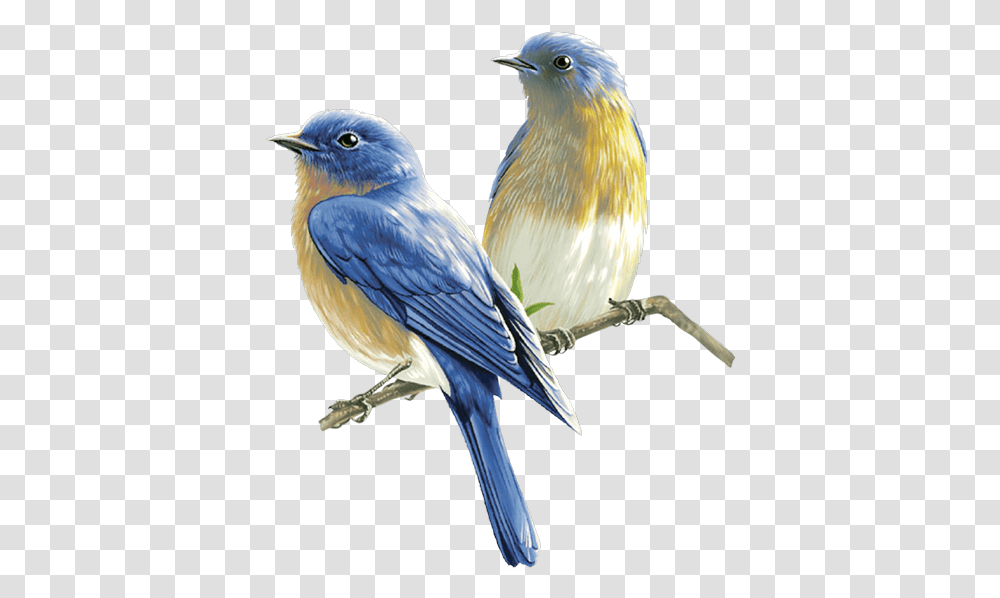 Watercolor Bird Songbird, Animal, Bluebird, Jay, Blue Jay Transparent Png