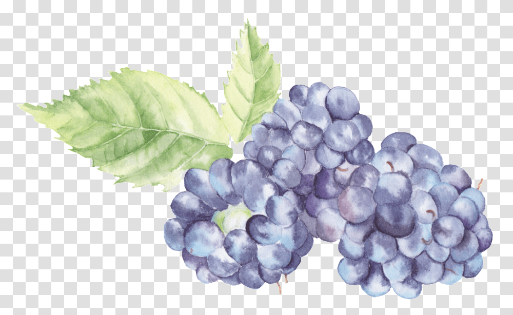 Watercolor Blackberries Watercolor Grapes, Plant, Fruit, Food, Flower Transparent Png