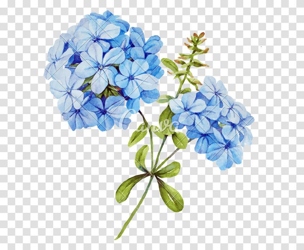 Watercolor Blue Hydrangea, Geranium, Flower, Plant, Blossom Transparent Png