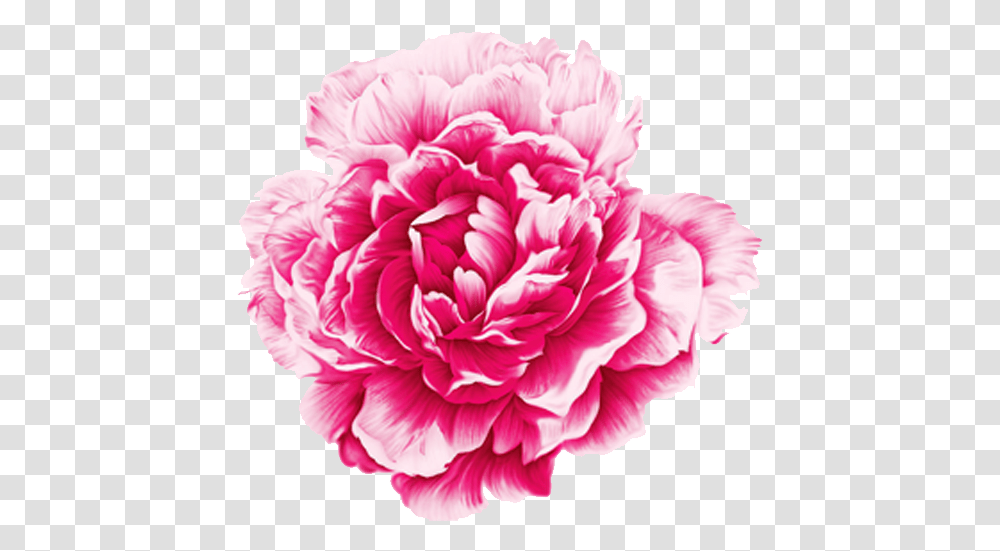 Watercolor Blue Peony, Plant, Flower, Blossom, Carnation Transparent Png