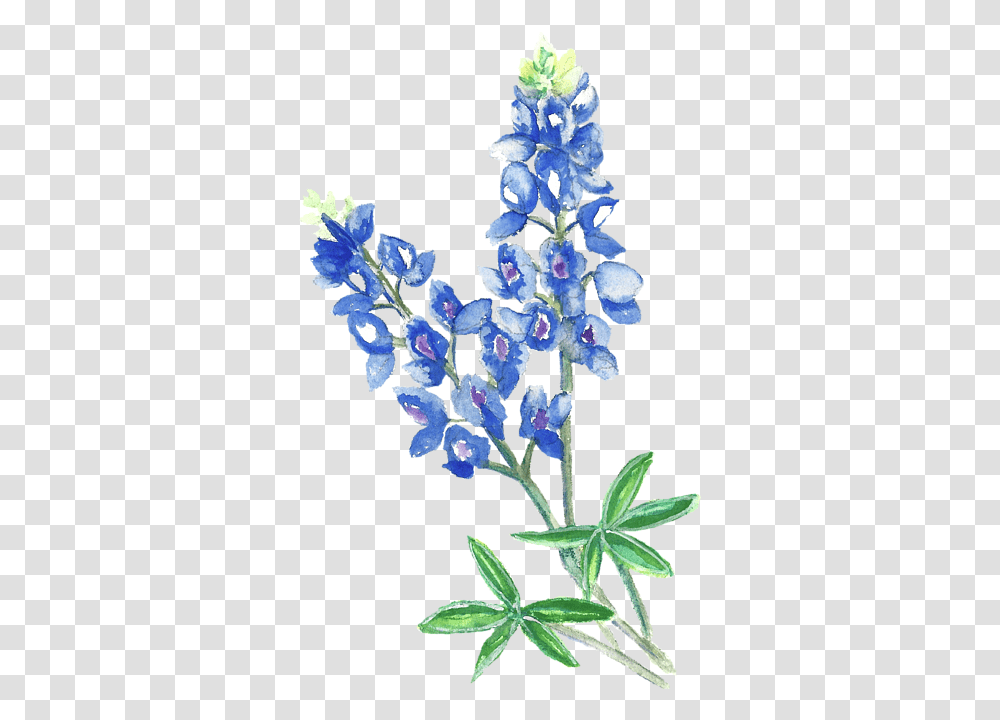 Watercolor Bluebonnets, Plant, Flower, Blossom, Lupin Transparent Png