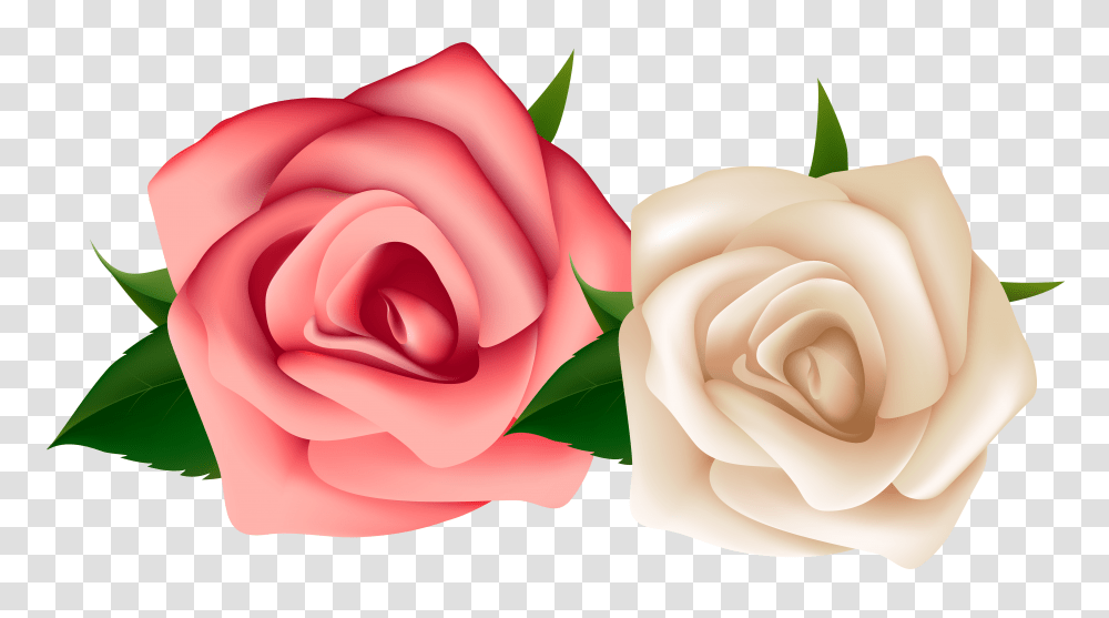 Watercolor Blush Pink And White Roses C Pink And White Roses Transparent Png