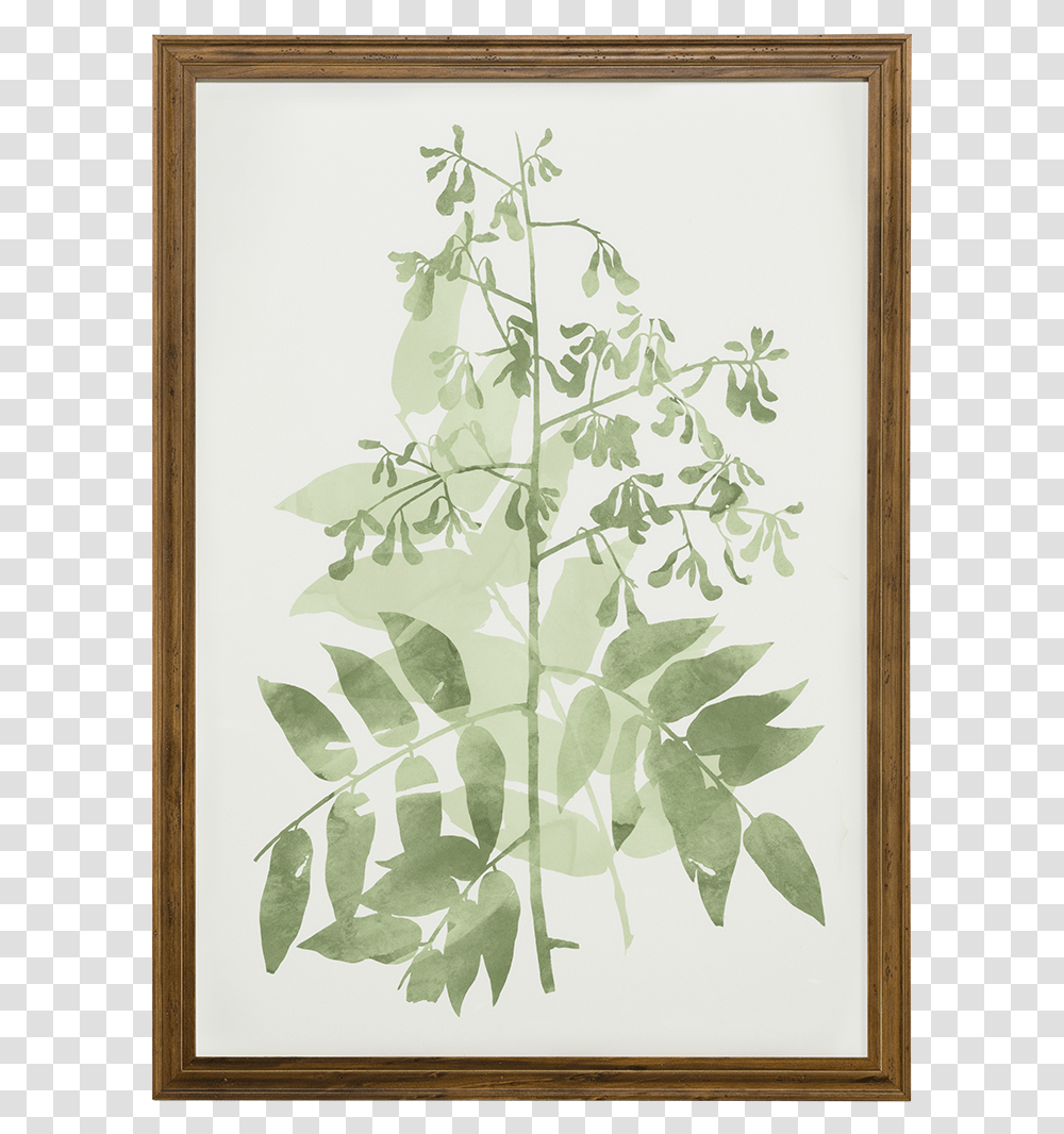 Watercolor Botanical Ii Perforate St John's Wort, Plant, Tree, Wood Transparent Png