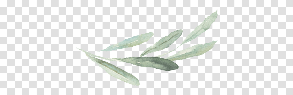 Watercolor Branch Picture 1832747 Watercolor Olive Branch Simple, Plant, Leaf, Flower, Blossom Transparent Png