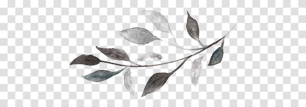 Watercolor Branch Picture Black And White Leaf, Stencil, Floral Design, Pattern, Graphics Transparent Png