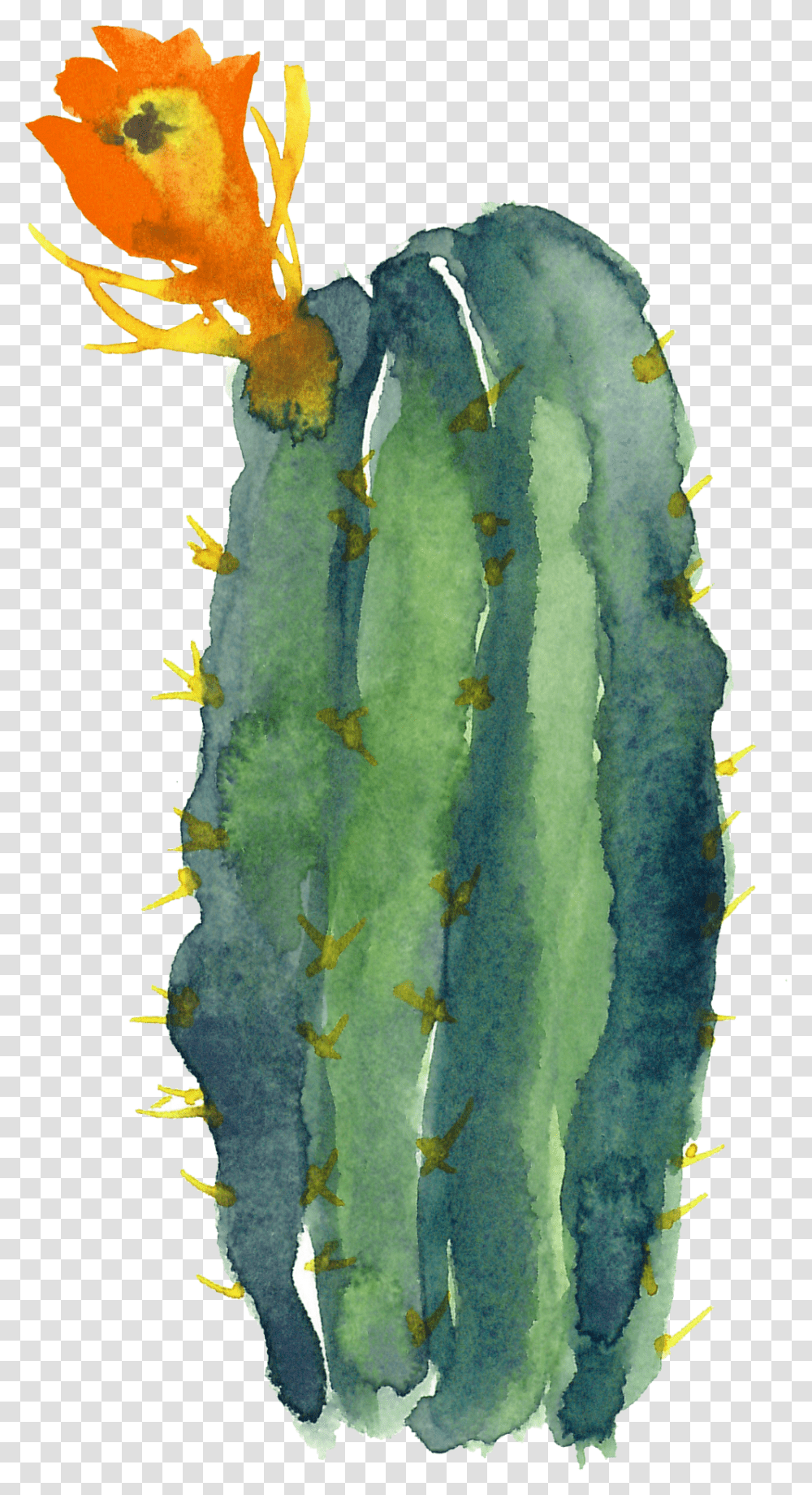 Watercolor Cactus Clipart, Plant Transparent Png
