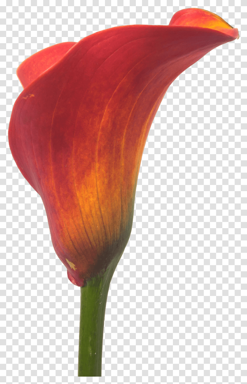 Watercolor Calla Lily Orange Calla Lily, Plant, Flower, Blossom, Petal Transparent Png