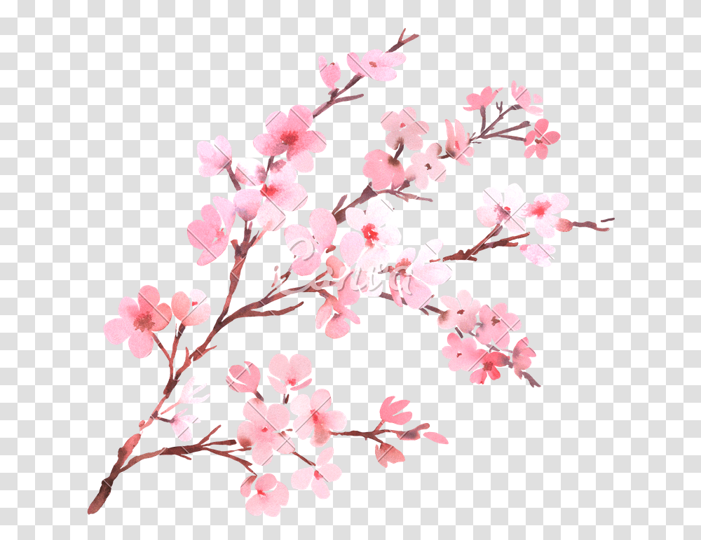 Watercolor Cherry Blossom F Cherry Blossom, Plant, Flower Transparent Png