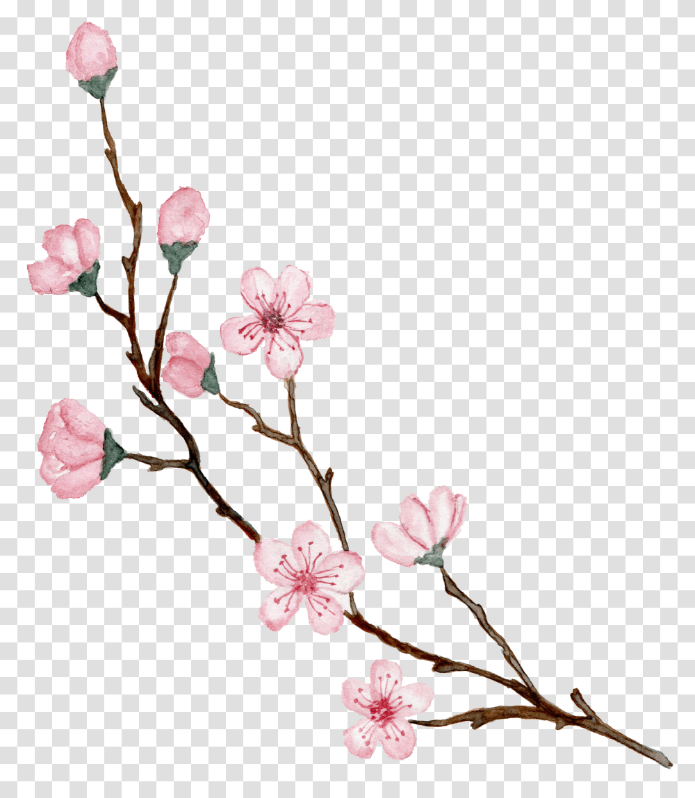 Watercolor Cherry Blossoms Design, Plant, Flower, Vase, Jar Transparent Png