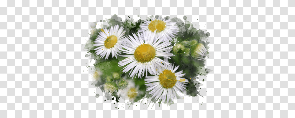Watercolor Daisy Watercolor Daisy, Flower, Plant, Daisies, Blossom Transparent Png