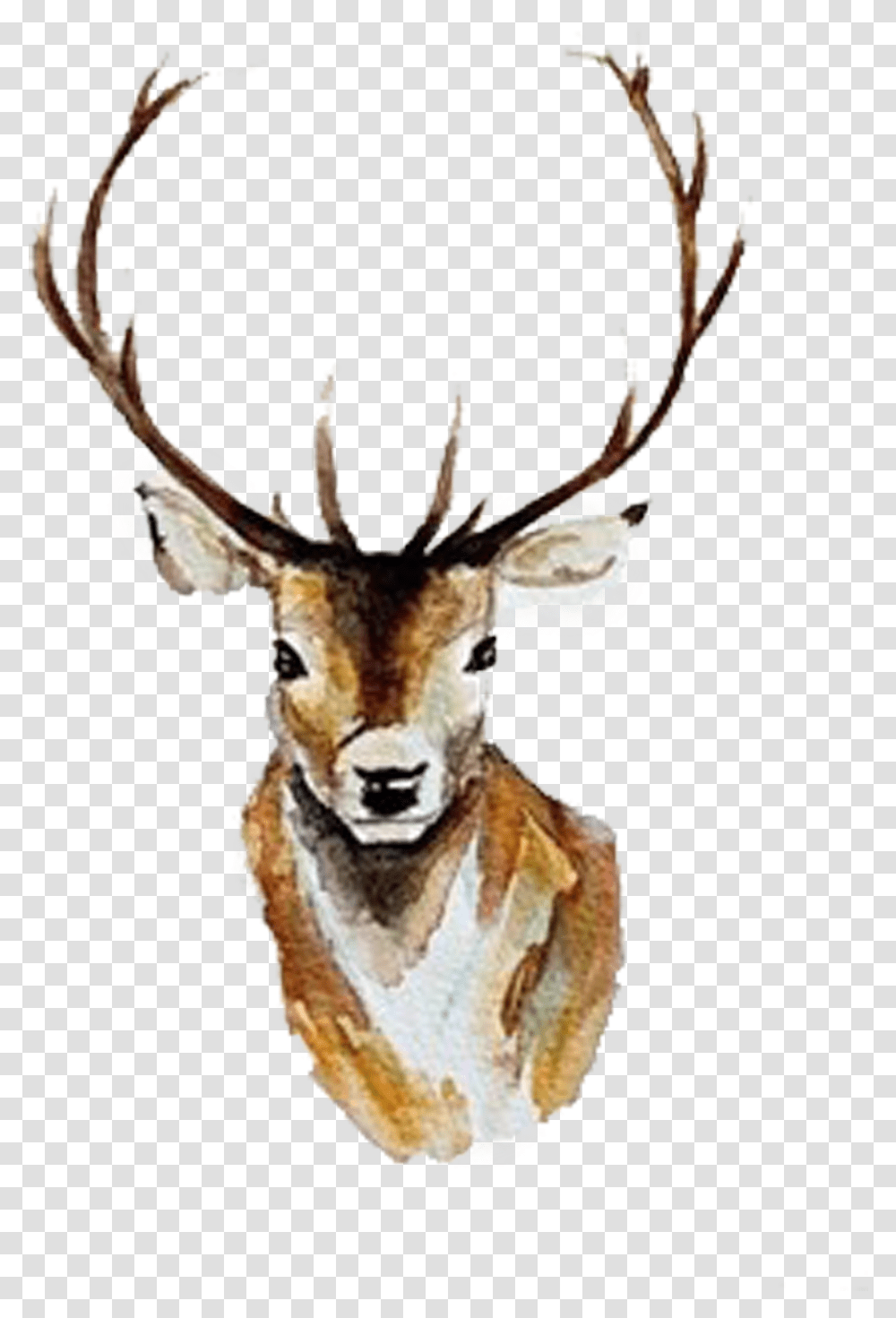 Watercolor Deer Antlers Deer Watercolor Clipart, Mammal, Animal, Wildlife, Antelope Transparent Png