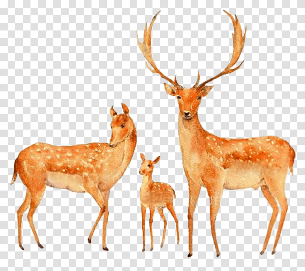 Watercolor Deer Buck Doe Fawn Family Couple Painting Of Deer Couple, Antelope, Wildlife Transparent Png