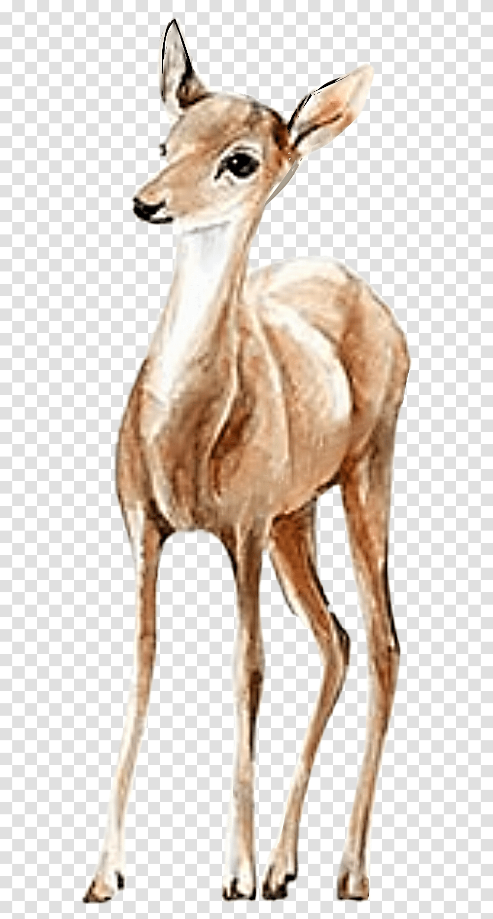 Watercolor Doe Deer Fawn Handpainted Pretty, Mammal, Animal, Antelope, Wildlife Transparent Png