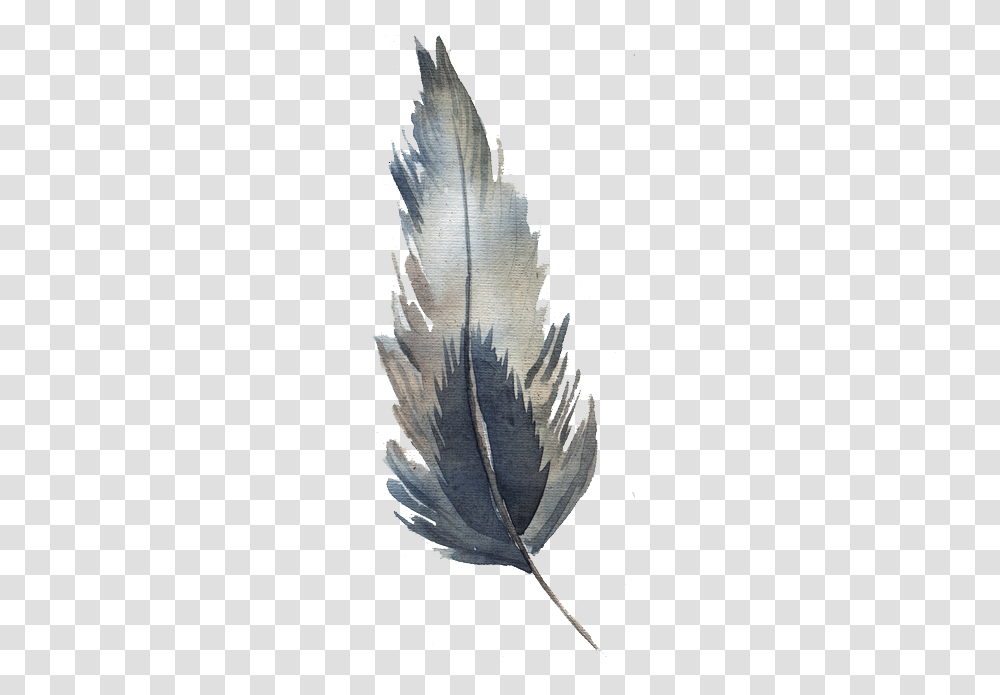 Watercolor Feather Grey Feathers Watercolor, Plant, Flower, Blossom, Aloe Transparent Png