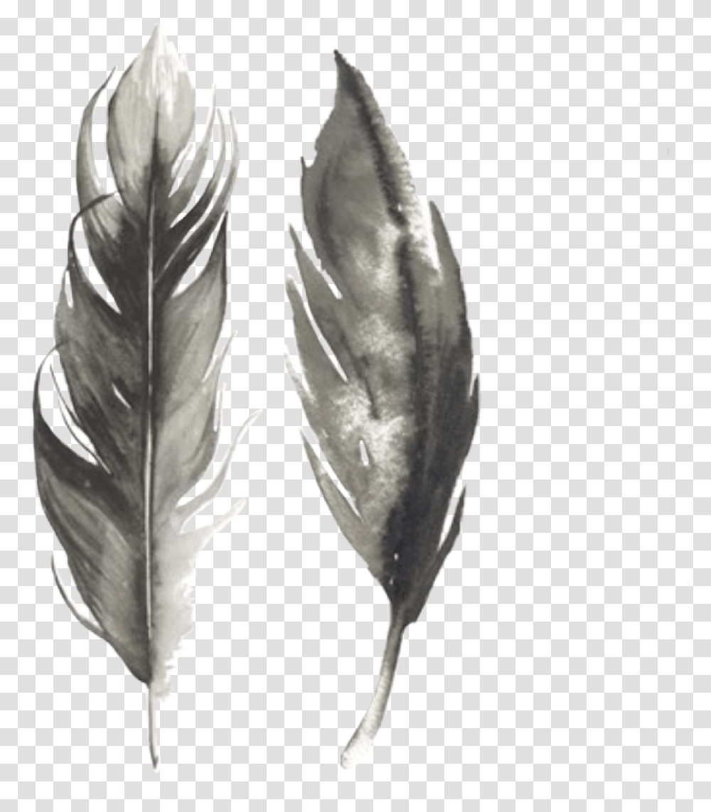 Watercolor Feathers Grey Black Birdfeathers, Leaf, Plant, Animal, Food Transparent Png