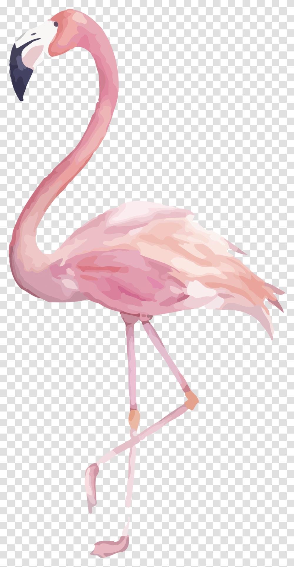 Watercolor Flamingo Clipart, Bird, Animal Transparent Png