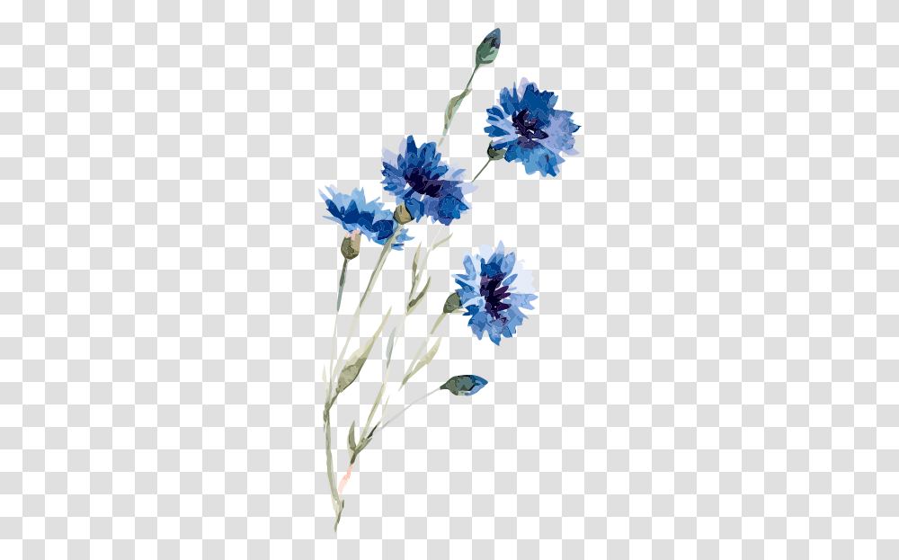 Watercolor Flower Backgrounds, Plant, Blossom, Geranium, Iris Transparent Png