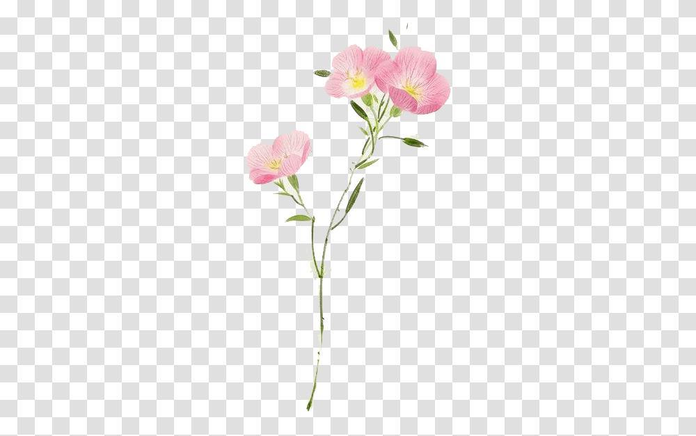 Watercolor Flower Hd Photo Pink Evening Primrose, Plant, Blossom, Petal, Carnation Transparent Png