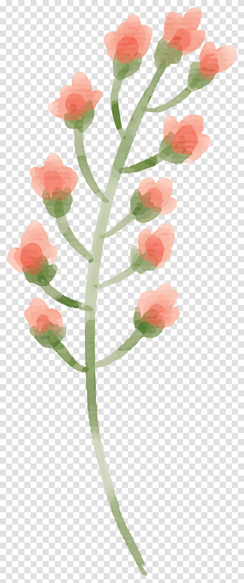 Watercolor Flower Images Peach Delight Watercolor Painting, Plant, Blossom, Carnation, Bud Transparent Png