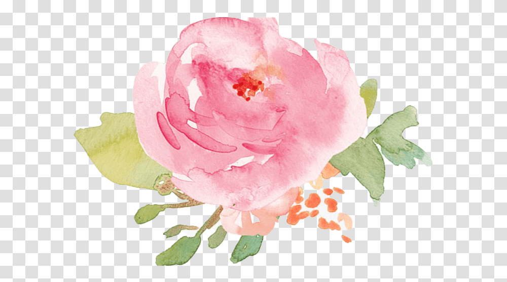 Watercolor Flower Pic Pink Watercolor Flower, Plant, Rose, Blossom, Peony Transparent Png