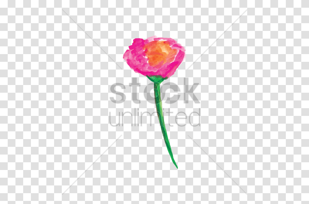 Watercolor Flower Vector Image, Plant, Blossom, Petal, Carnation Transparent Png