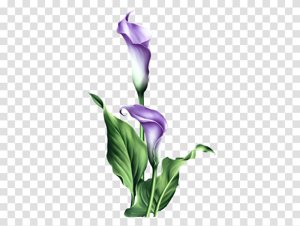 Watercolor Flowers Easter Blessings Status, Iris, Plant, Blossom, Petal Transparent Png