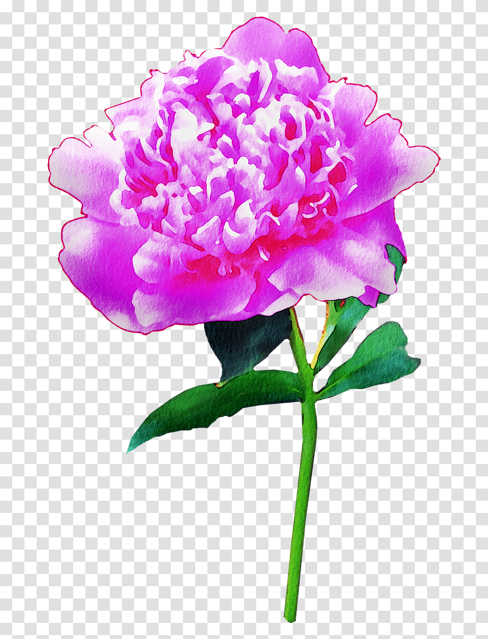 Watercolor Flowers Floral Pink Free Image On Pixabay Common Peony, Plant, Blossom, Geranium, Petal Transparent Png