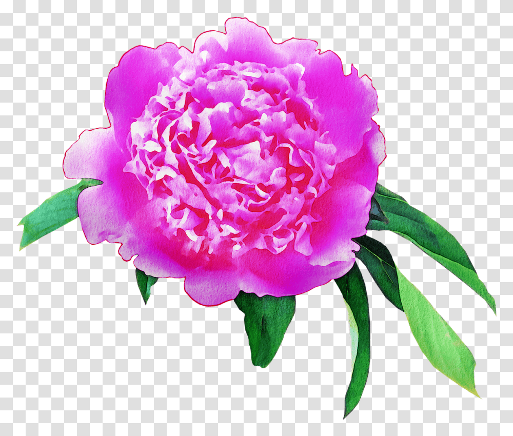 Watercolor Flowers Floral Pink Free Image On Pixabay, Plant, Peony, Blossom, Petal Transparent Png
