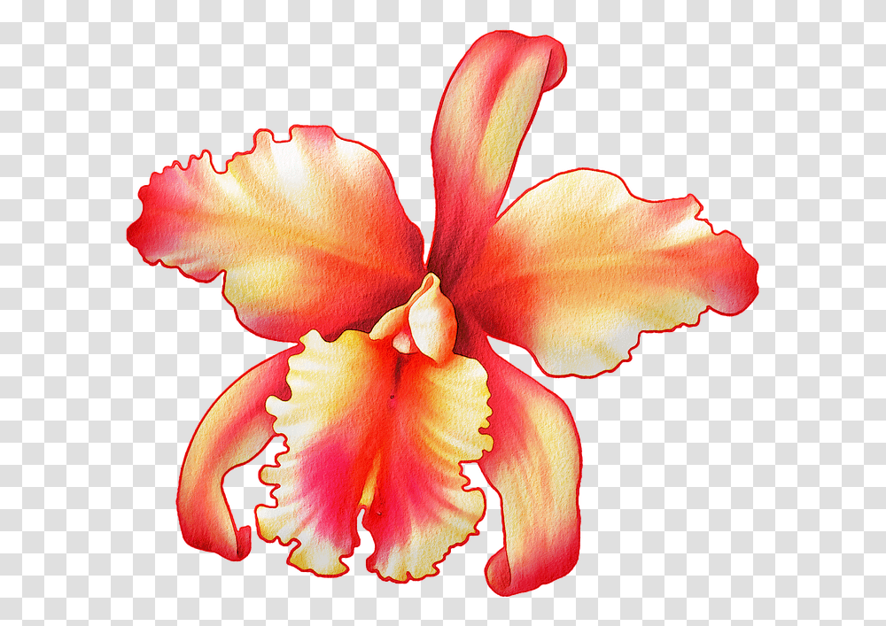 Watercolor Flowers Floral Pink Free Image On Pixabay Watercolor Painting, Plant, Blossom, Petal, Orchid Transparent Png