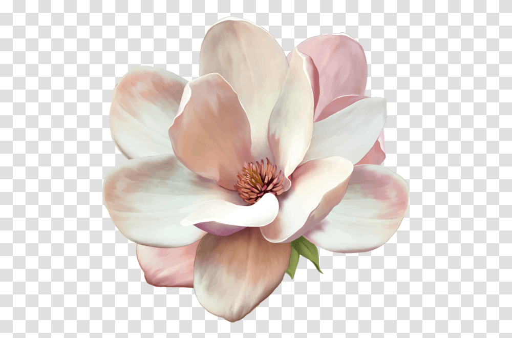 Watercolor Flowers Magnolia Flower 4872m Att, Petal, Plant, Blossom, Anther Transparent Png