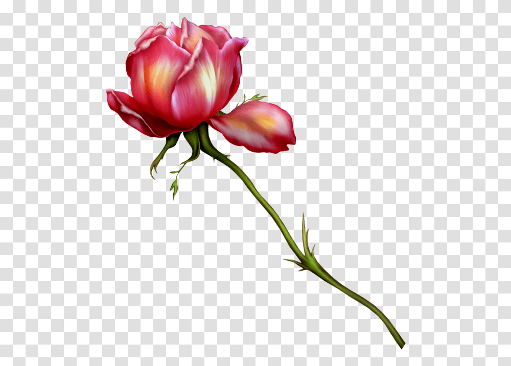 Watercolor Flowers Rose Free Image On Pixabay Floral Runderahmen Zum Speichern Kostenlos, Plant, Blossom, Petal, Tulip Transparent Png
