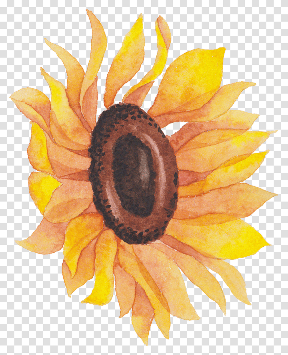 Watercolor Flowers Sunflower Watercolor, Plant, Blossom, Pineapple, Fruit Transparent Png