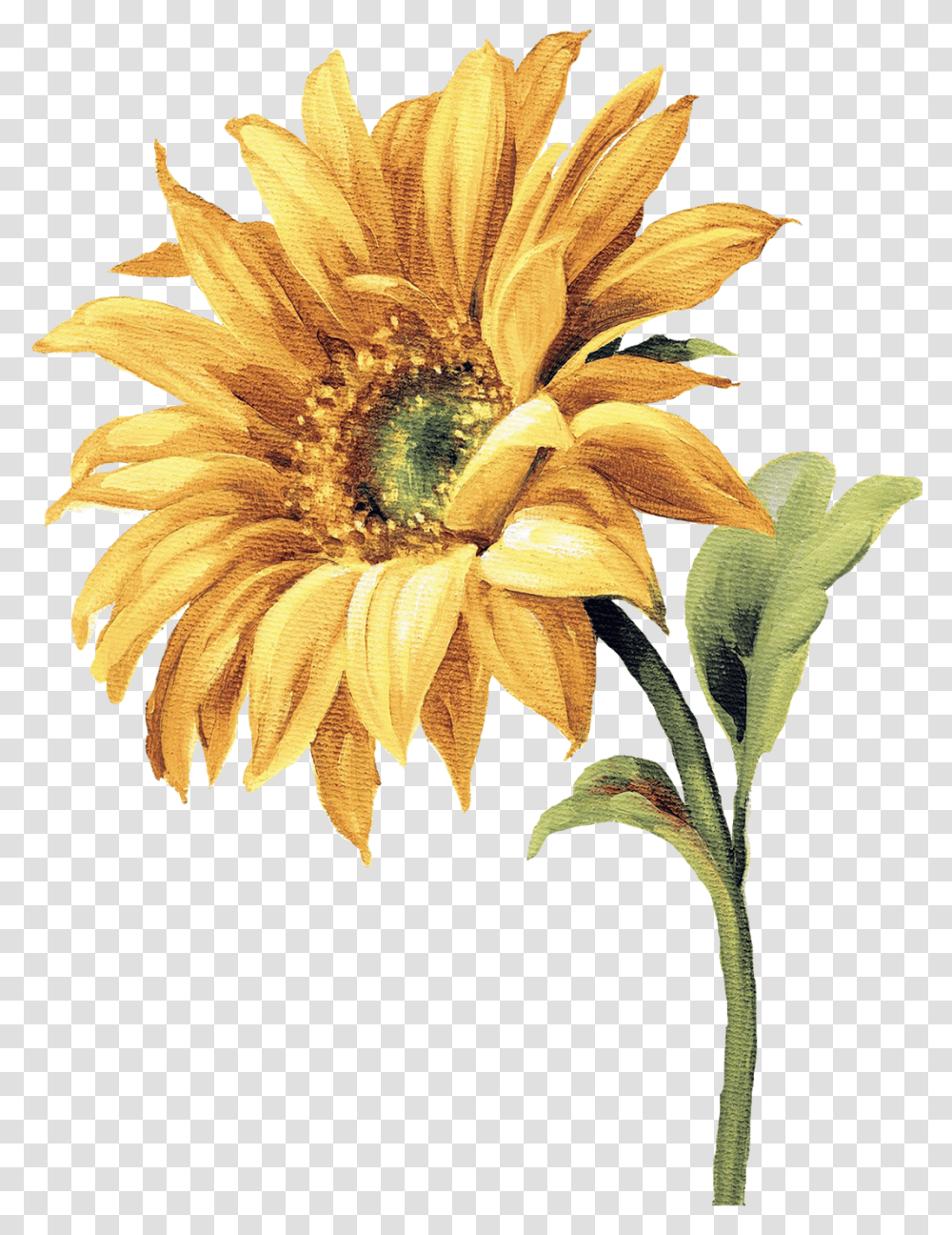Watercolor Flowers Sunflower Watercolor, Plant, Blossom, Treasure Flower, Daisy Transparent Png