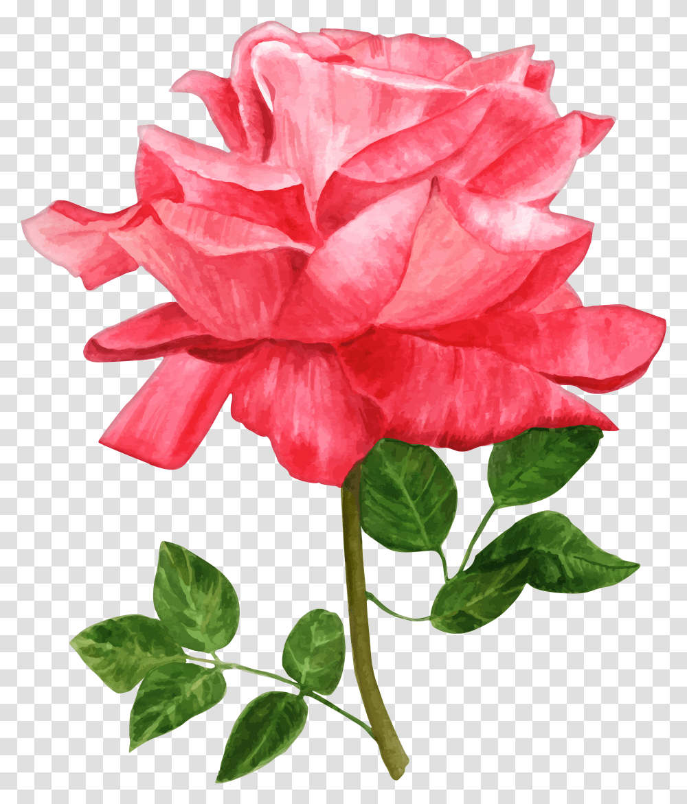 Watercolor Flowers Transparent Png