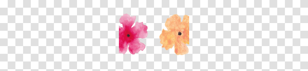 Watercolor Flowers Vector Clipart, Plant, Blossom, Carnation, Petal Transparent Png