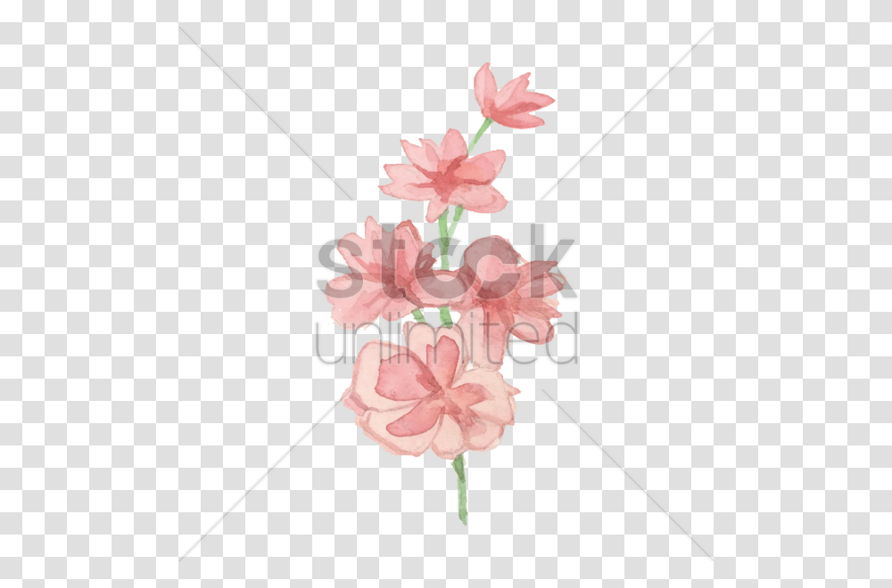 Watercolor Flowers Vector Image, Plant, Blossom, Carnation Transparent Png