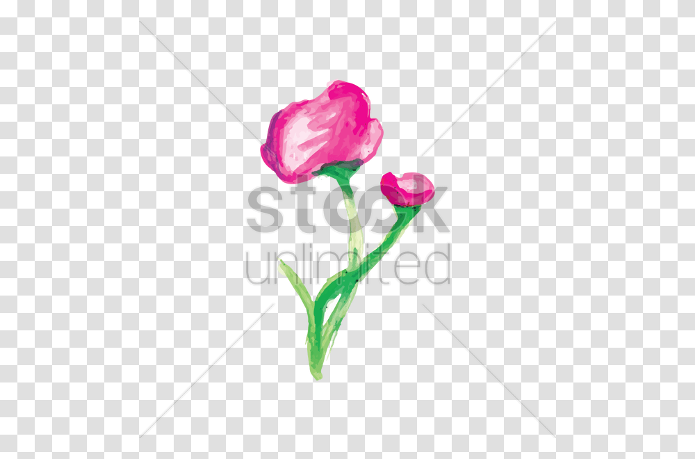 Watercolor Flowers Vector Image, Rose, Plant, Blossom, Carnation Transparent Png