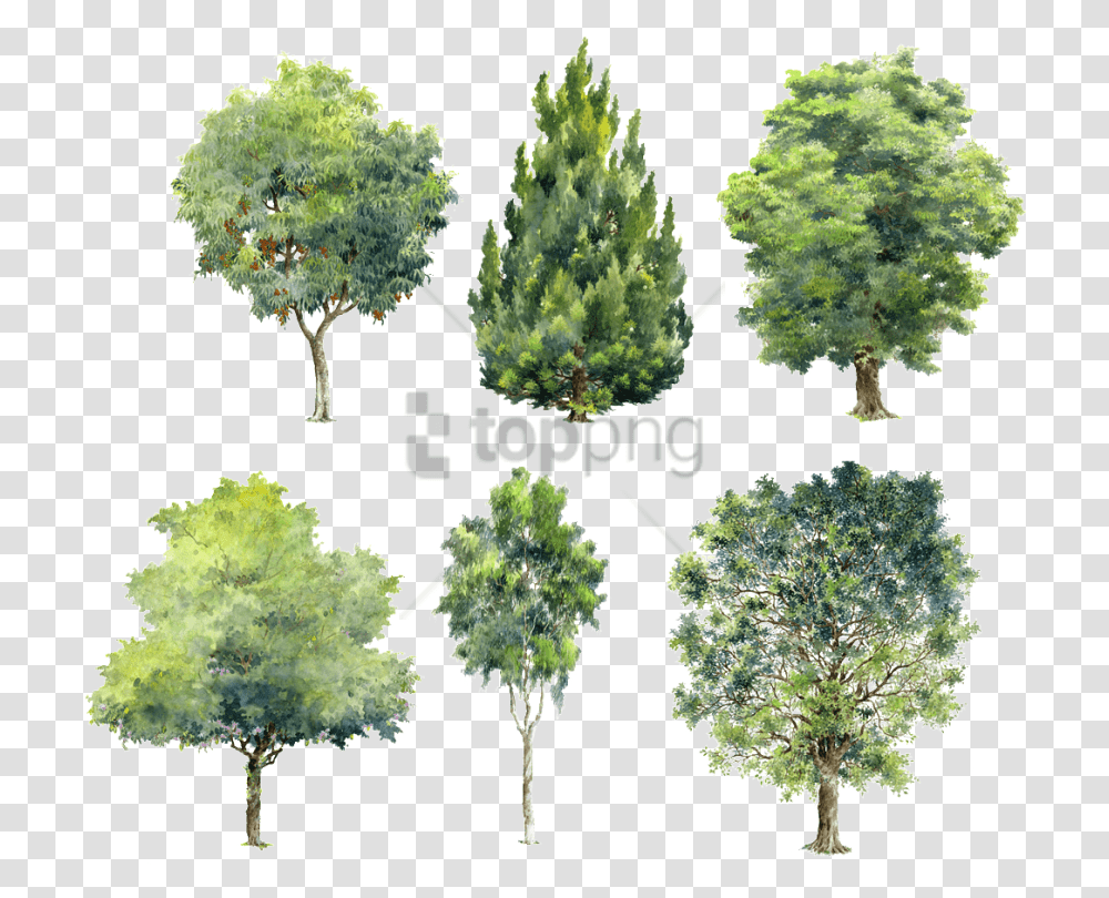 Watercolor For Image With Photoshop Tree Background, Plant, Pine, Conifer, Oak Transparent Png