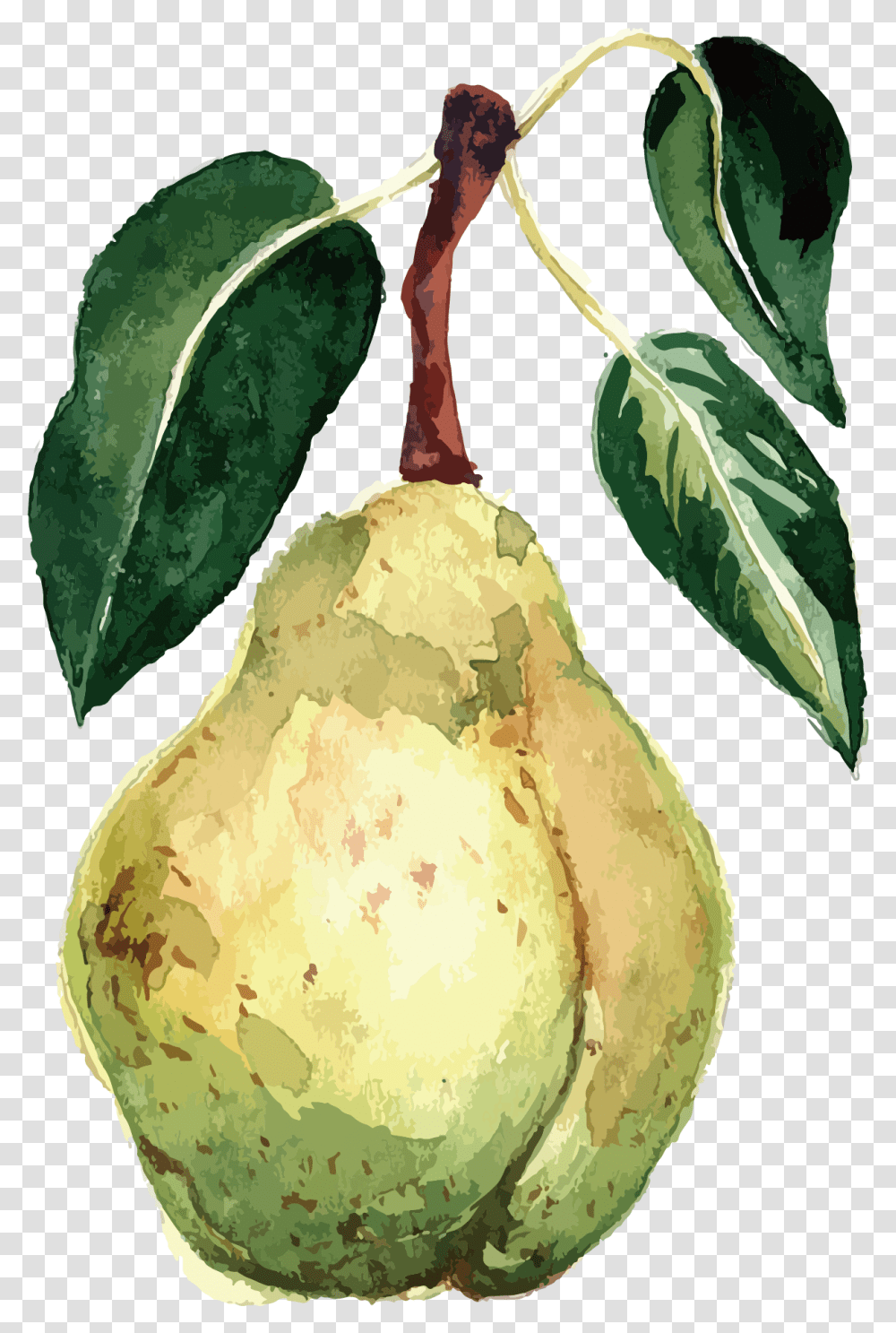 Watercolor Fruit Vector Free Watercolour Fruits Watercolor Vegetables, Plant, Food, Pear, Pineapple Transparent Png