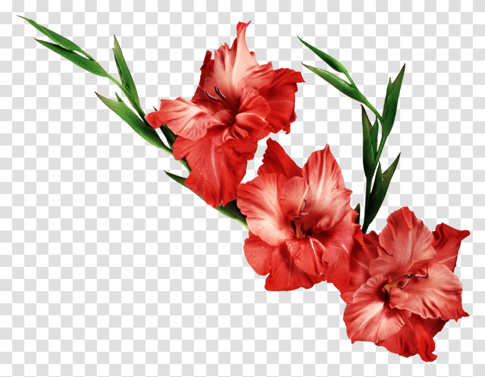 Watercolor Gladiol Gladiolus Clipart Clipartlook Flowers Background Real, Plant, Blossom, Amaryllis Transparent Png