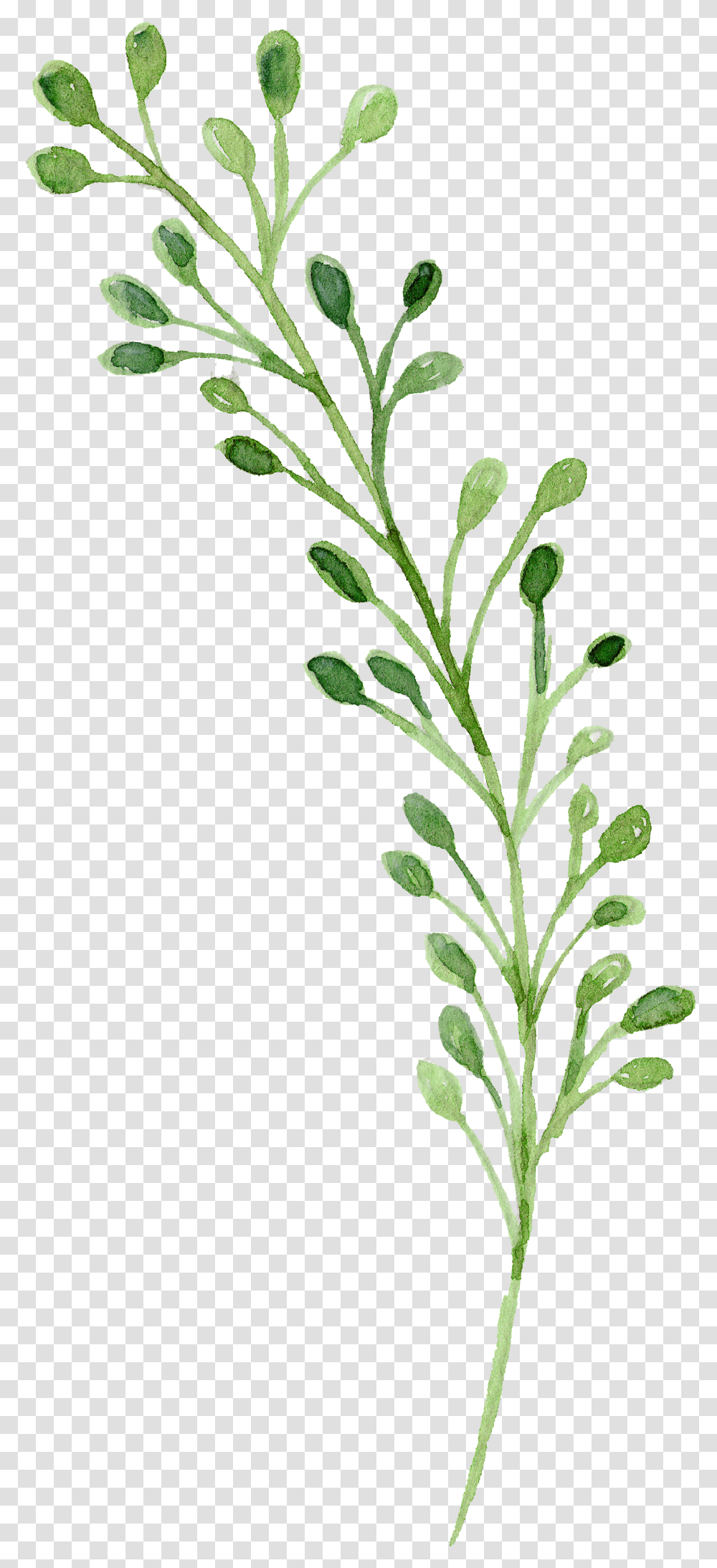 Watercolor Green Flowers Watercolor Flowers Green, Plant, Leaf, Acanthaceae, Tree Transparent Png