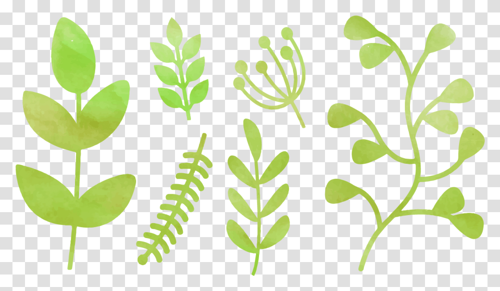 Watercolor Greenery Picture Greenery Drawing, Plant, Leaf, Flower, Blossom Transparent Png